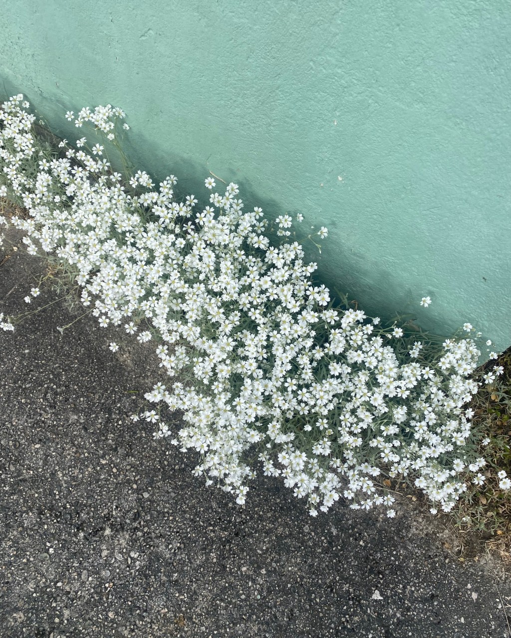 A love letter to Spring